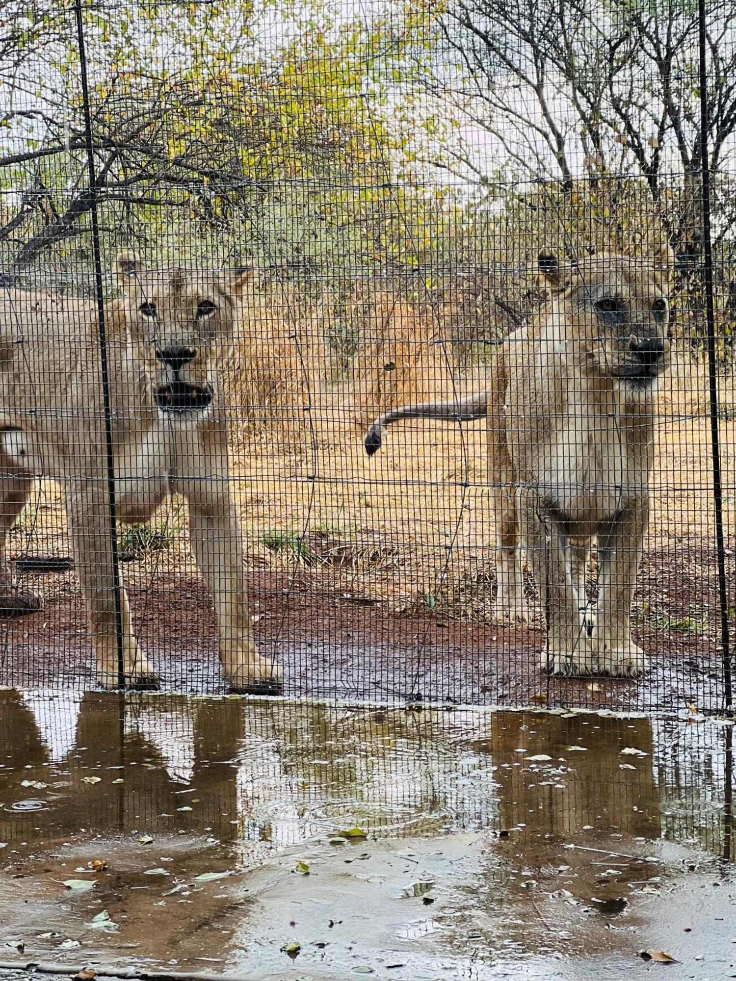 Simba Safaris African Pride Exotic Lodge Lephalale Exterior foto