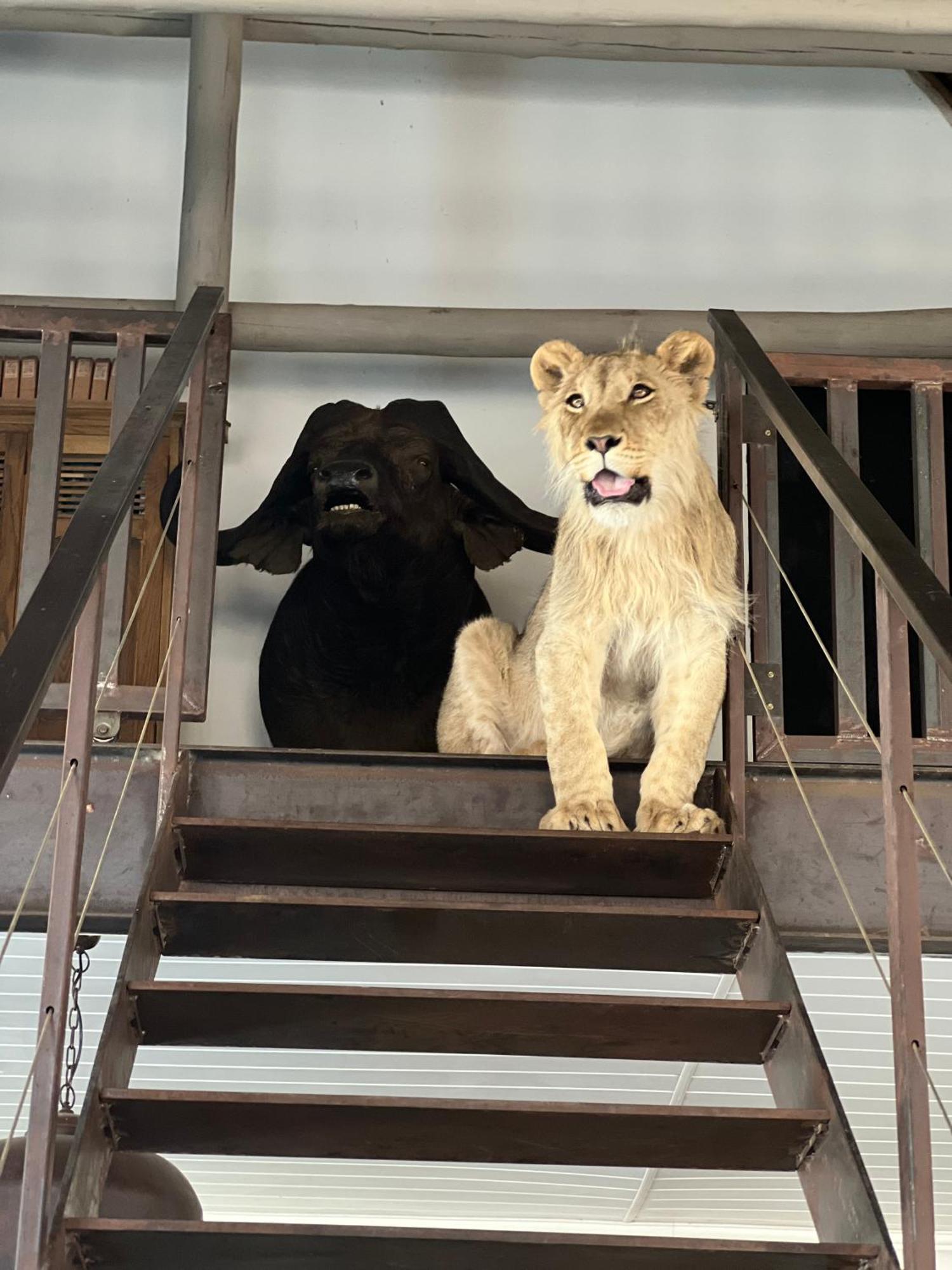 Simba Safaris African Pride Exotic Lodge Lephalale Exterior foto